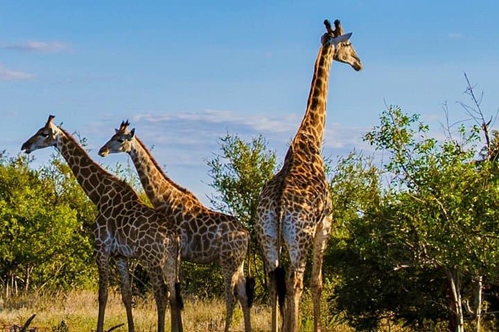 Half-Day Tala Game Reserve Safari and Zulu Cultural Experience from Durban
