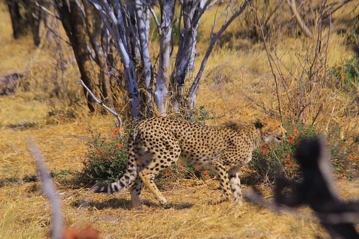 6-Day Desert & Pan Explorer Safari in Botswana — Kalahari, Nxai Pan & Makgadikgadi photo 3