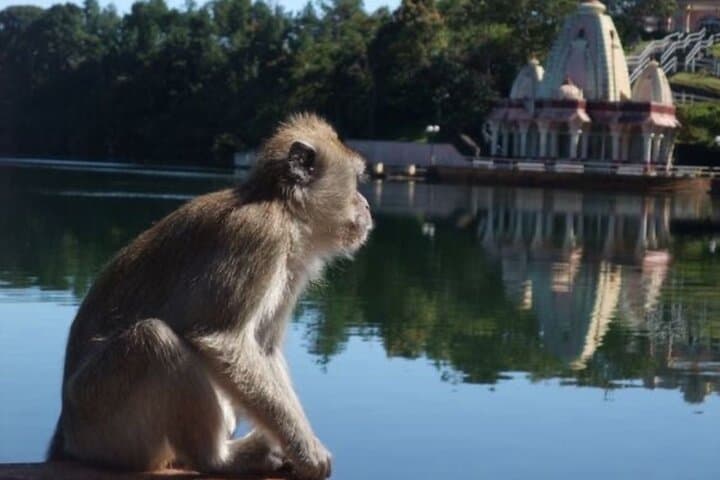 Mauritius South Highlights: Chamarel, Seven Colored Earth & Black River Gorges Day Tour photo 3