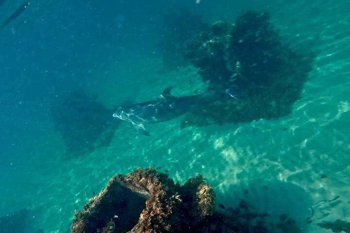 Explore Hollywood Beach’s New Artificial Reefs: Snorkeling, Kayaking & Paddleboarding Adventure photo 6