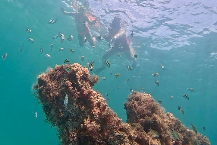Explore Hollywood Beach’s New Artificial Reefs: Snorkeling, Kayaking & Paddleboarding Adventure photo 3
