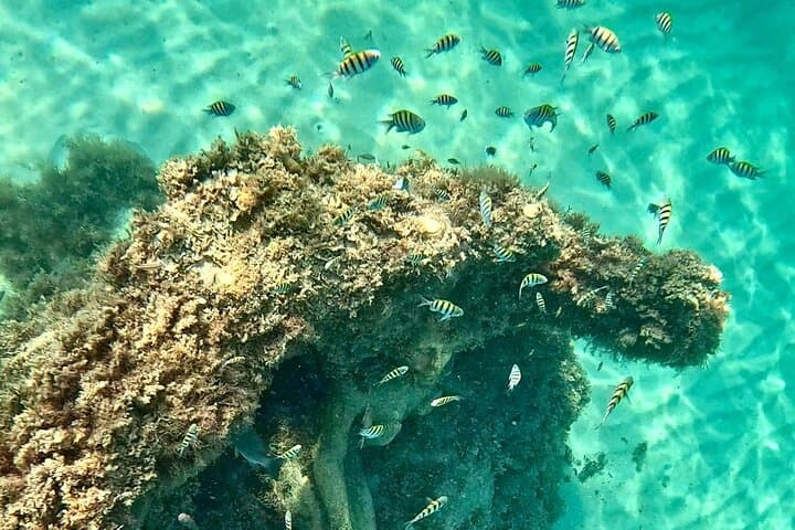 Explore Hollywood Beach’s New Artificial Reefs: Snorkeling, Kayaking & Paddleboarding Adventure photo 4