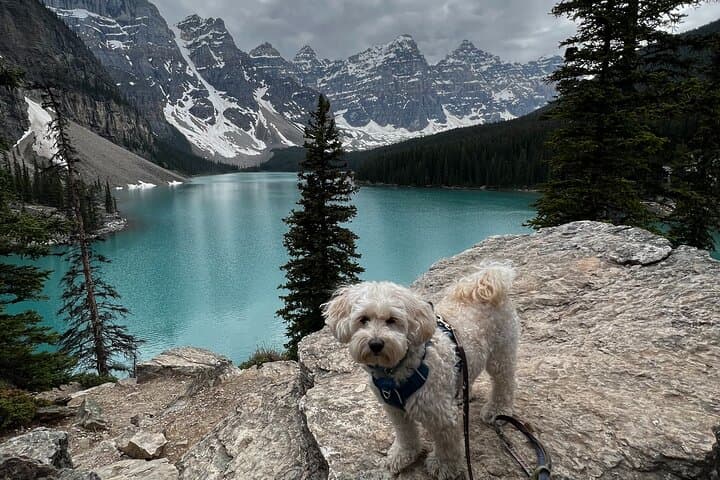 Dog-Friendly Banff Day Tour to Lake Louise & Moraine Lake photo 6