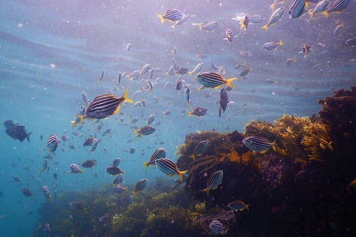 Snorkel Clovelly Beach: Discover Sydney’s Underwater Wonders photo 6