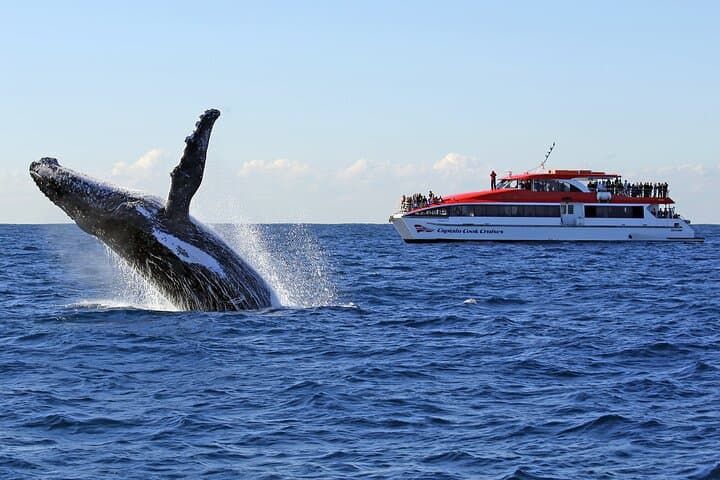 Sydney Whale Watching Cruise from Circular Quay — Humpbacks & Southern Right photo 3
