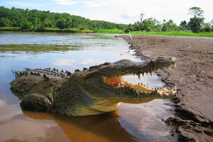 Tarcoles River Crocodile Boat Tour — Up-Close Wildlife Cruise from Jaco photo 4