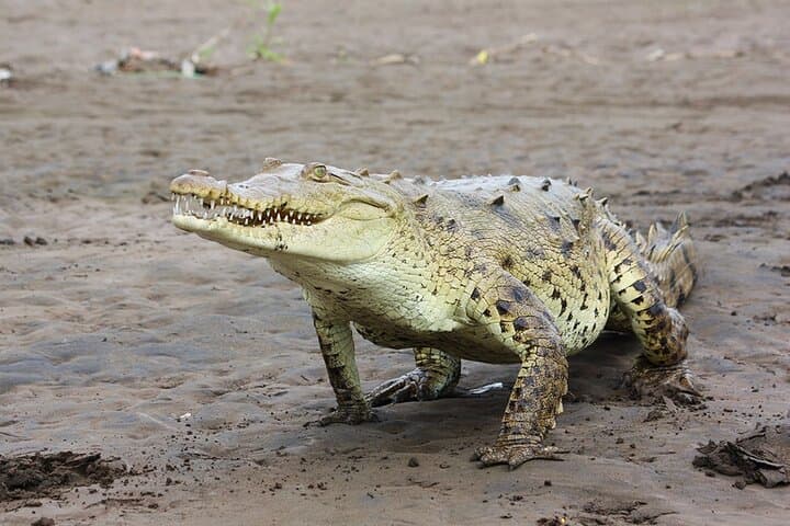Tarcoles River Crocodile Boat Tour — Up-Close Wildlife Cruise from Jaco photo 6