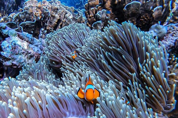 Phi Phi Islands Speedboat Tour from Krabi — Maya Bay, Pileh Lagoon & Snorkeling photo 3