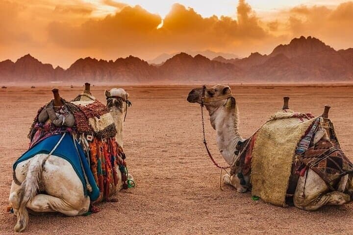 Sharm El Sheikh Star Gazing Desert Safari: ATV Quad, Camel Ride & BBQ photo 3
