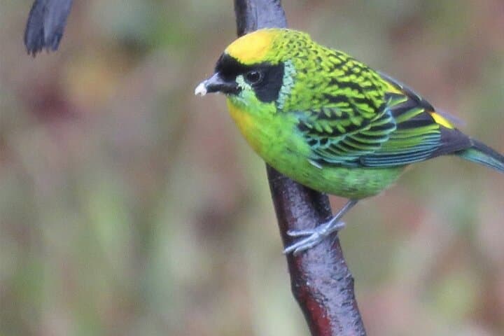 Cloud-Forest Birding & Butterfly Sanctuary Near Machu Picchu: Half-Day Nature Walk