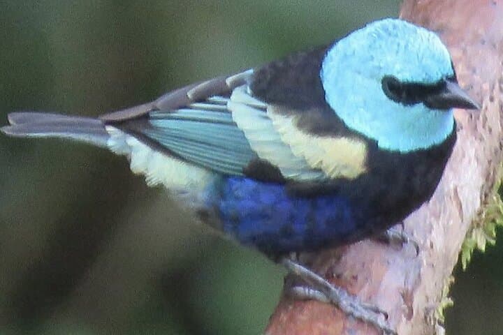 Cloud-Forest Birding & Butterfly Sanctuary Near Machu Picchu: Half-Day Nature Walk photo 2