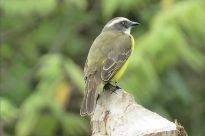 Cloud-Forest Birding & Butterfly Sanctuary Near Machu Picchu: Half-Day Nature Walk photo 3