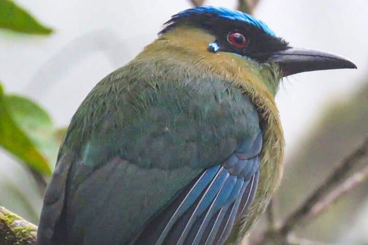 Cloud-Forest Birding & Butterfly Sanctuary Near Machu Picchu: Half-Day Nature Walk photo 4