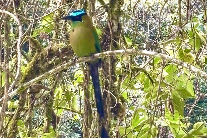 Cloud-Forest Birding & Butterfly Sanctuary Near Machu Picchu: Half-Day Nature Walk photo 5