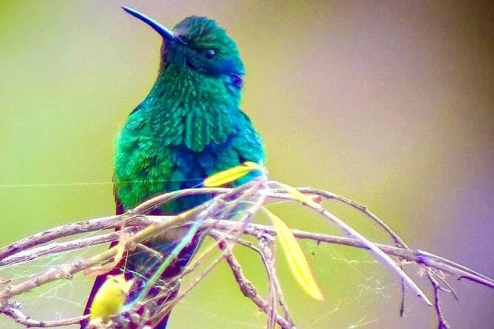 Cloud-Forest Birding & Butterfly Sanctuary Near Machu Picchu: Half-Day Nature Walk photo 6
