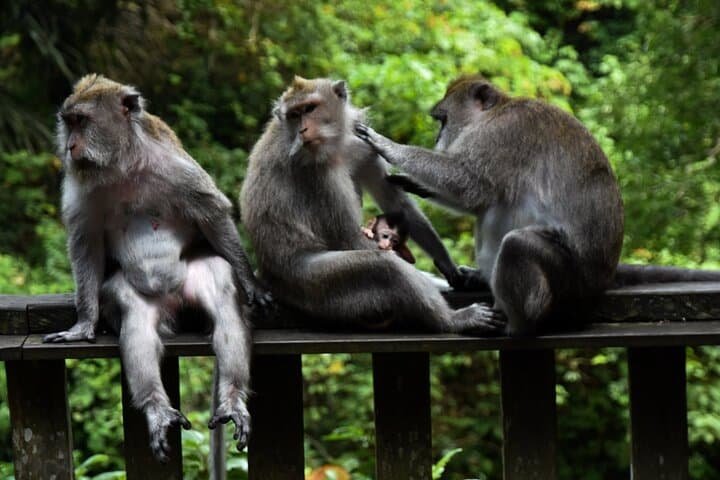 Ubud Premium Escape: Private Day Tour to Tegalalang, Tegenungan & Monkey Forest photo 2