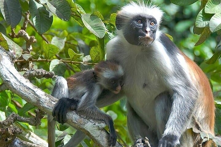 Jozani Forest & The Rock Restaurant: A Zanzibar Day Trip to Red Colobus and Oceanfront Dining photo 6