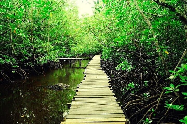 Jozani Forest & The Rock Restaurant: A Zanzibar Day Trip to Red Colobus and Oceanfront Dining photo 3