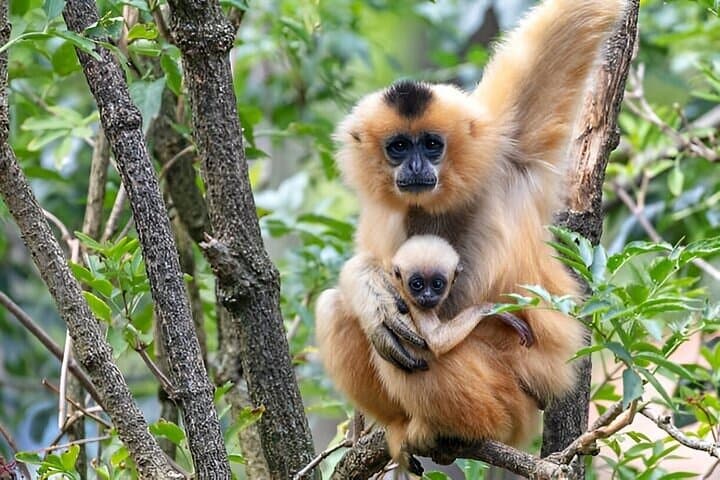 Jozani Forest & The Rock Restaurant: A Zanzibar Day Trip to Red Colobus and Oceanfront Dining photo 2