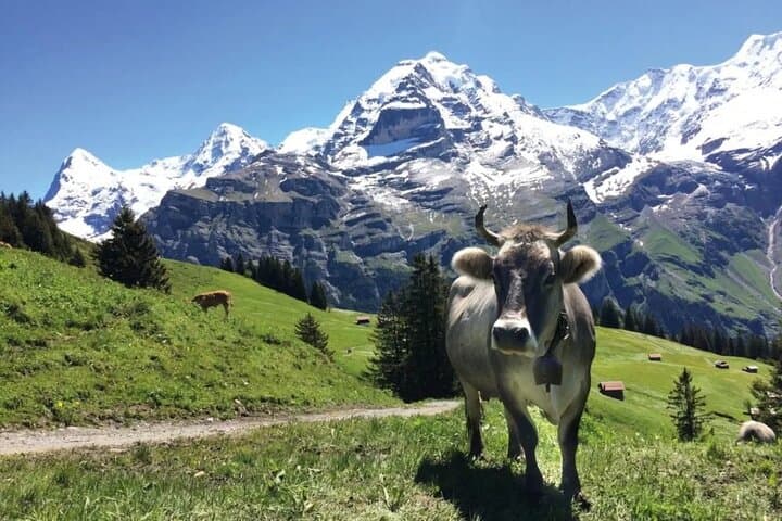 Lauterbrunnen Valley Private Guided Tour — Trümmelbach, Mürren & Alpine Lunch