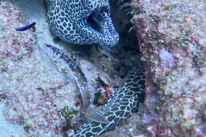 Mombasa Half-Day Dive: Shark Point & Green Turtle for Certified Divers photo 2