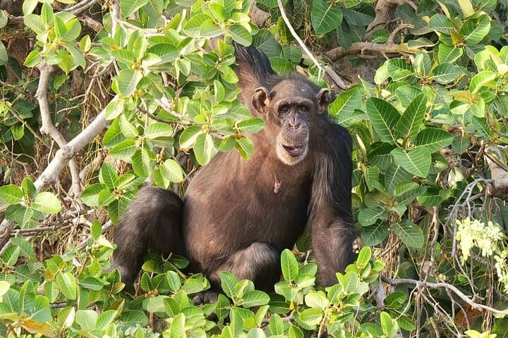 Overnight Georgetown Safari: River Gambia Wildlife & Cultural Camp Experience photo 6