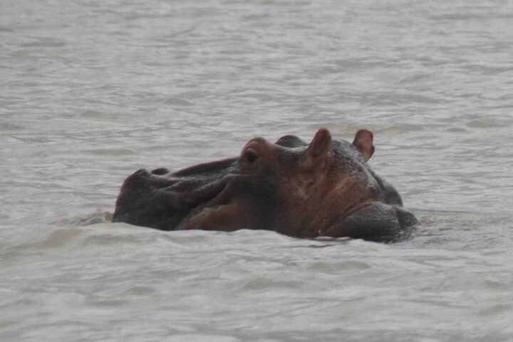 Overnight Georgetown Safari: River Gambia Wildlife & Cultural Camp Experience