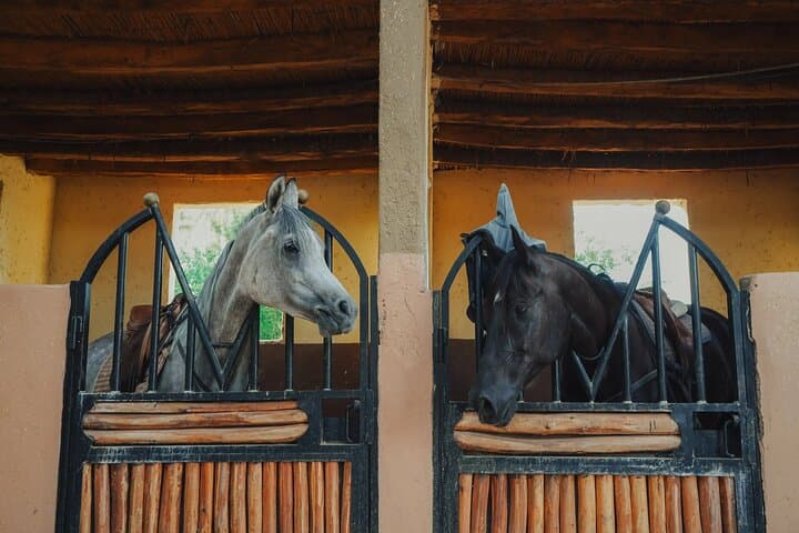 Sunset Horseback Ride Through Marrakech’s Palmeraie and Berber Tea Experience photo 6