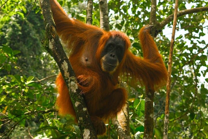One-Day Orangutan Jungle Trek in Sumatra: Bukit Lawang Wildlife Adventure