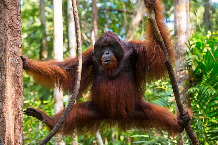 One-Day Orangutan Jungle Trek in Sumatra: Bukit Lawang Wildlife Adventure photo 2