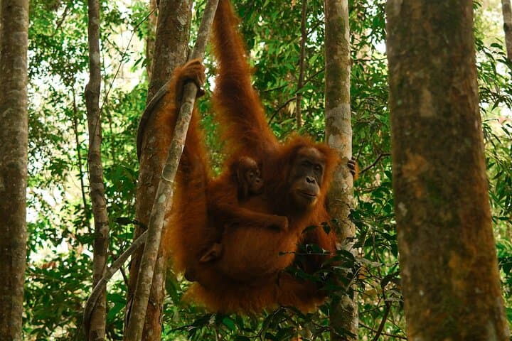 One-Day Orangutan Jungle Trek in Sumatra: Bukit Lawang Wildlife Adventure photo 4