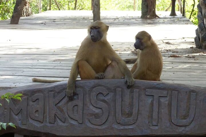 Makasutu Eco Adventure — Forest Walk, Boat Trip & Palm Wine Tasting