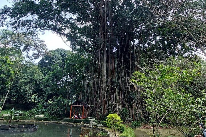 Full-Day Bogor Botanical Garden, Rice Fields & Nangka Waterfall Tour from Jakarta photo 4