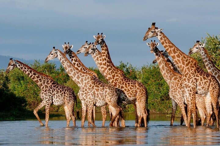 5-Day Budget Camping Safari: Tarangire, Manyara, Serengeti & Ngorongoro