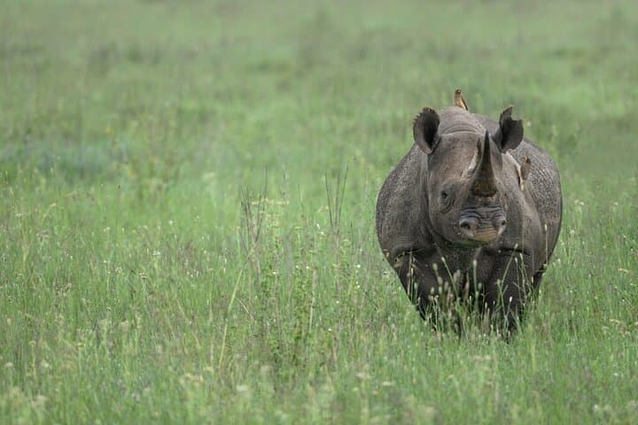 5-Day Budget Camping Safari: Tarangire, Manyara, Serengeti & Ngorongoro photo 6