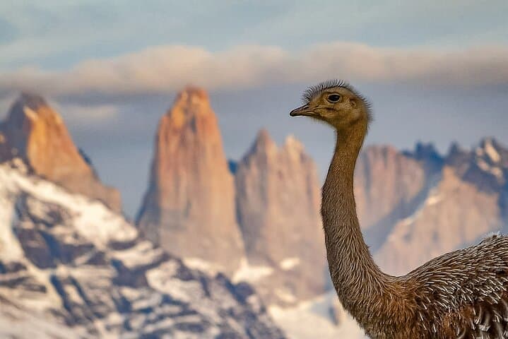 Full-Day Torres del Paine Tour with Milodon Cave and Box Lunch — Laguna Amarga to Grey Glacier photo 4