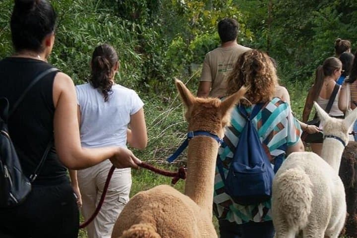 Alpaca Walk at Cascina Cassotti Balbo — Urban Alpacas Near Turin photo 1