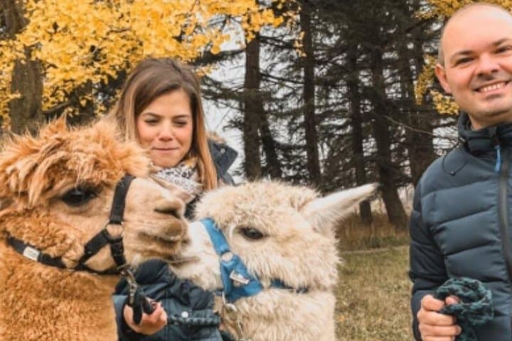 Alpaca Walk at Cascina Cassotti Balbo — Urban Alpacas Near Turin photo 2