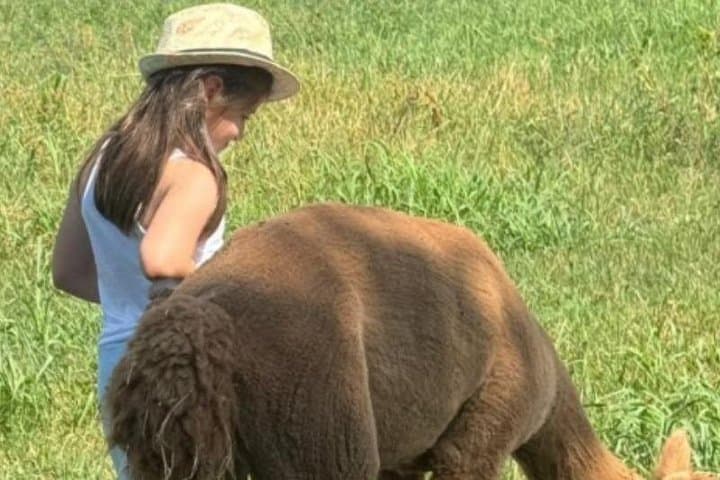 Alpaca Walk at Cascina Cassotti Balbo — Urban Alpacas Near Turin photo 3