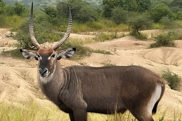 2-Day Murchison Falls & Zziwa Rhino Trek: Safari from Kampala photo 2
