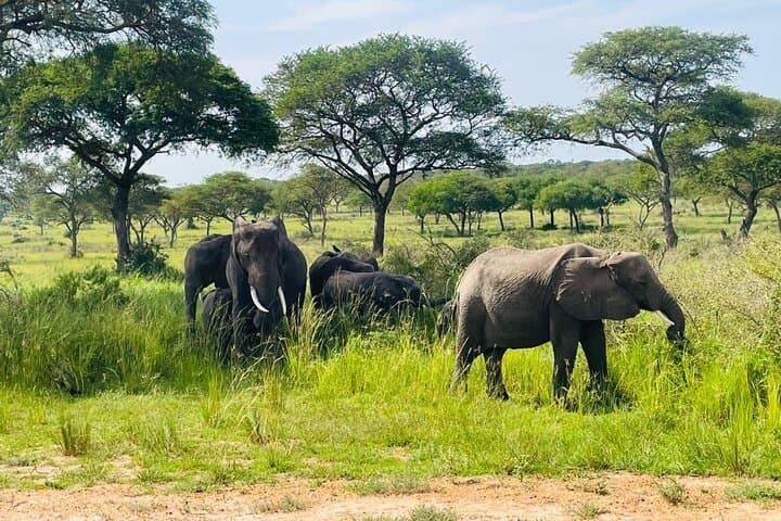2-Day Murchison Falls & Zziwa Rhino Trek: Safari from Kampala photo 3