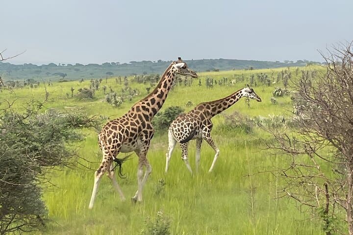 2-Day Murchison Falls & Zziwa Rhino Trek: Safari from Kampala photo 4
