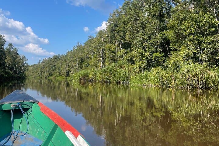 Ethical Orangutan River Cruise in Tanjung Puting: Klotok Day Trip from Kumai