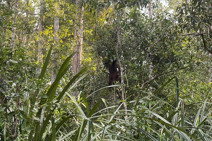 Ethical Orangutan River Cruise in Tanjung Puting: Klotok Day Trip from Kumai photo 2