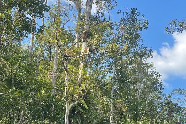 Ethical Orangutan River Cruise in Tanjung Puting: Klotok Day Trip from Kumai photo 3