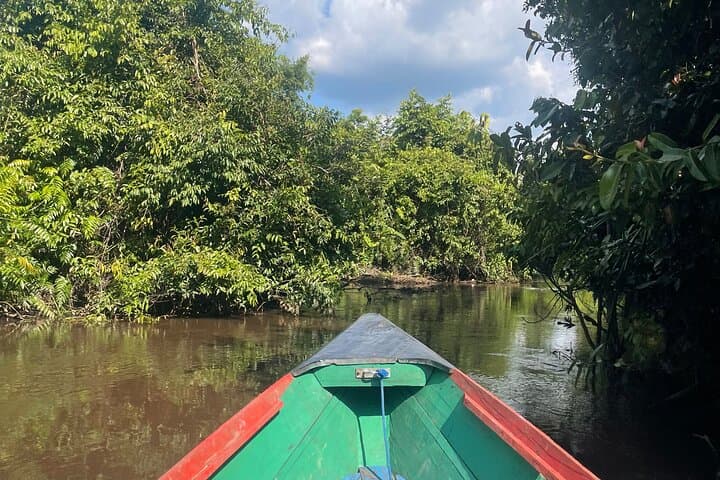 Ethical Orangutan River Cruise in Tanjung Puting: Klotok Day Trip from Kumai photo 5