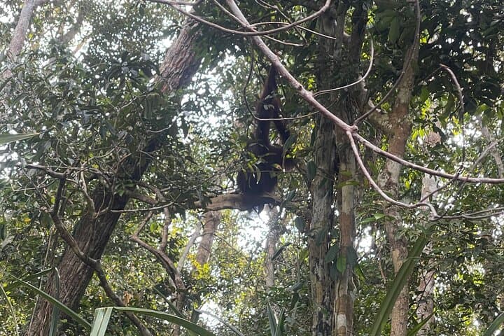 Ethical Orangutan River Cruise in Tanjung Puting: Klotok Day Trip from Kumai photo 6