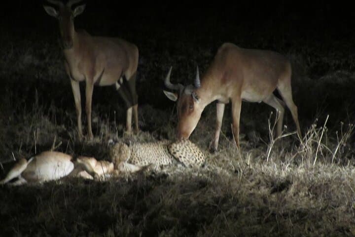 Nairobi National Park Sunset and Night Game Drive: A Unique Urban Safari Experience photo 6