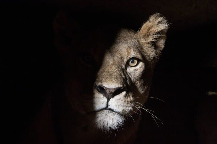 Nairobi National Park Sunset and Night Game Drive: A Unique Urban Safari Experience photo 3