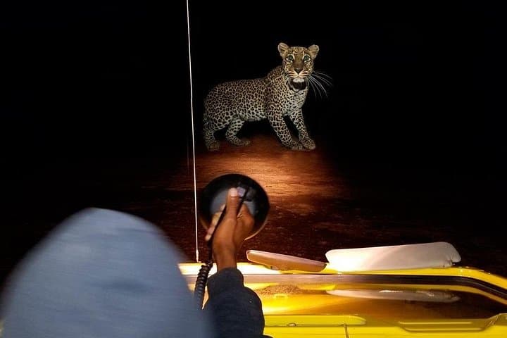 Nairobi National Park Sunset & Night Game Drive — Night Safari from Nairobi photo 3
